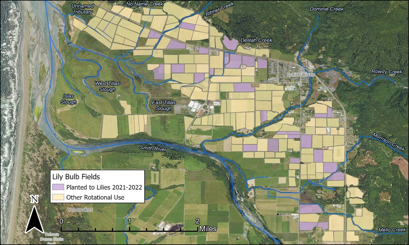 A map of the Smith River Plain showing about 30 agricultural fields that grew lily bulbs in 2021 through 2022. About 100 other fields that have previously grown lily bulbs are also shown. The map shows the Smith River through the middle, with the lily bulb fields to the north, above the river. Several creeks run through the lily bulb fields and meet the Smith River.